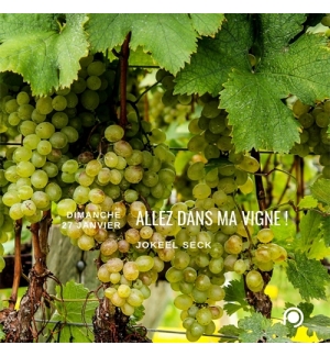 Allez dans ma vigne - Jokeel Seck