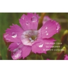 Carte "Divers" avec verset