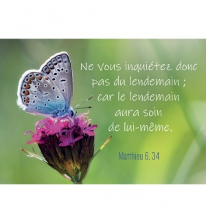MINI CARTE Papillon sur une fleur mauve