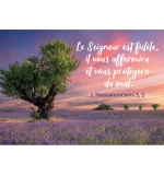 MINI CARTE Arbre dans un champ de lavande au coucher du soleil