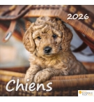 Calendrier chiens 2026 - A poser - 12 photos couleurs avec versets