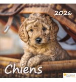 Calendrier chiens 2026 - A poser - 12 photos couleurs avec versets