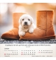 Calendrier chiens 2026 - A poser - 12 photos couleurs avec versets