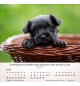 Calendrier chiens 2026 - A poser - 12 photos couleurs avec versets