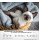 Calendrier Chats 2026 - A poser - 12 photos couleurs avec versets
