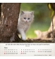 Calendrier Chats 2026 - A poser - 12 photos couleurs avec versets