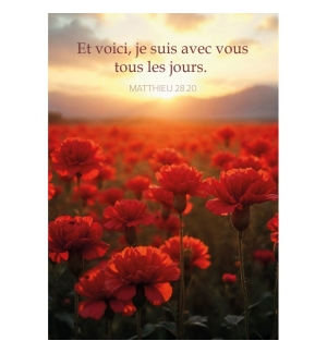 Mini-carte Champ d'œillets rouges au lever du soleil