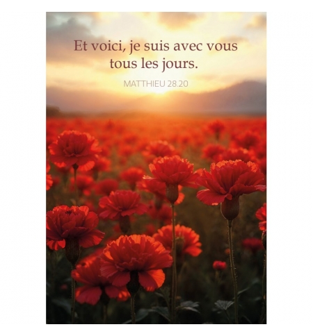 Mini-carte Champ d'œillets rouges au lever du soleil