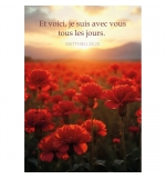 Mini-carte Champ d'œillets rouges au lever du soleil