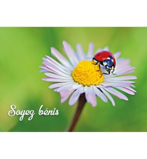 Mini-Carte avec une coccinelle sur une fleur