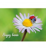 Mini-Carte avec une coccinelle sur une fleur
